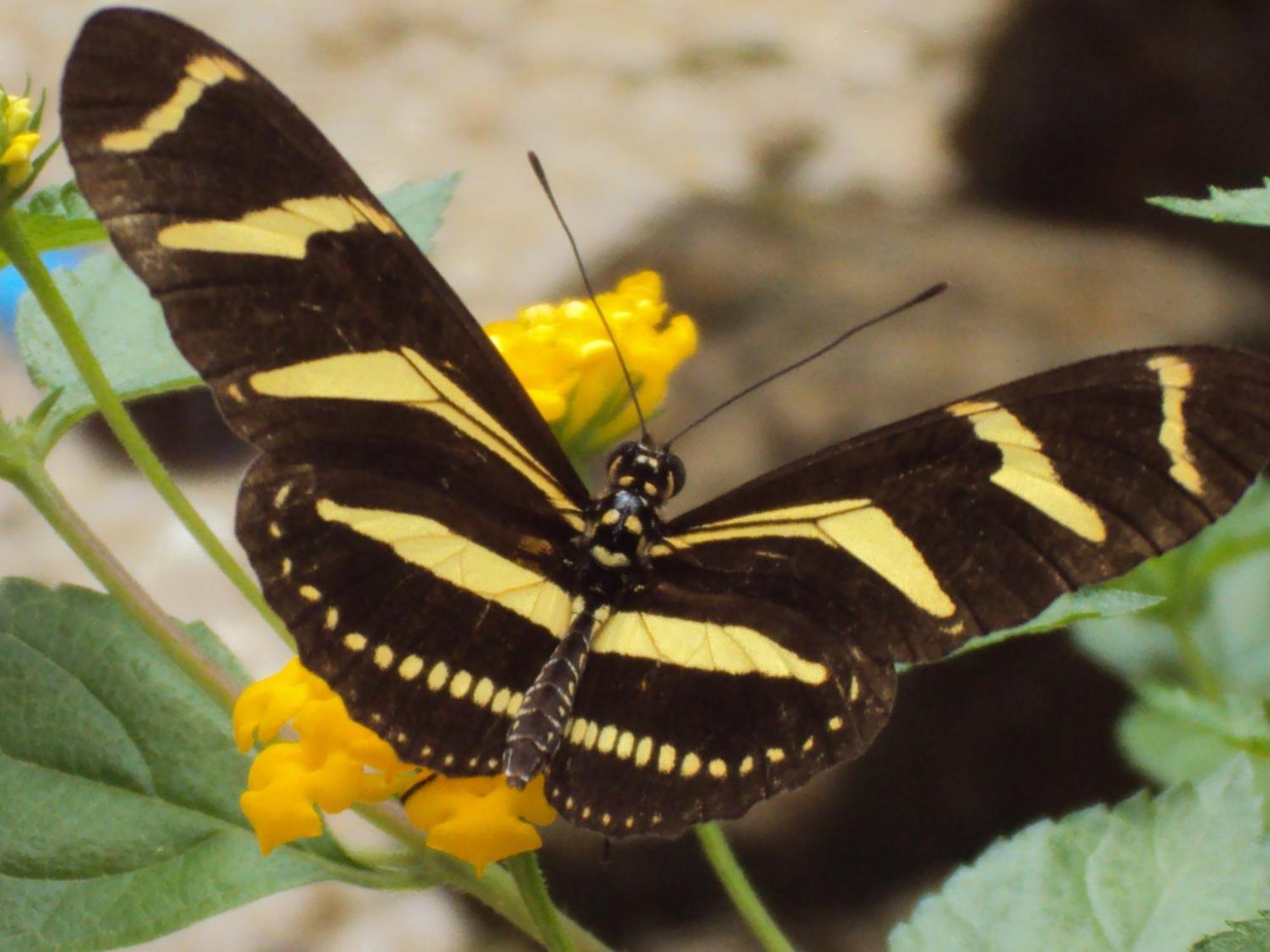 Vocare Finca Agroecologica Upala ภายนอก รูปภาพ