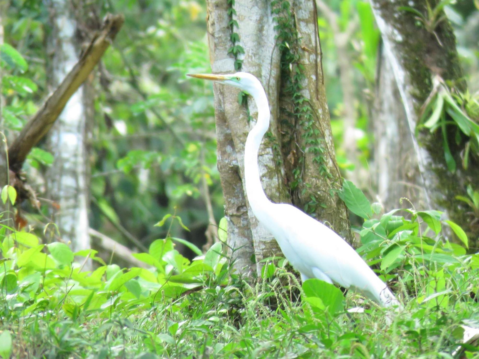 Vocare Finca Agroecologica Upala ภายนอก รูปภาพ