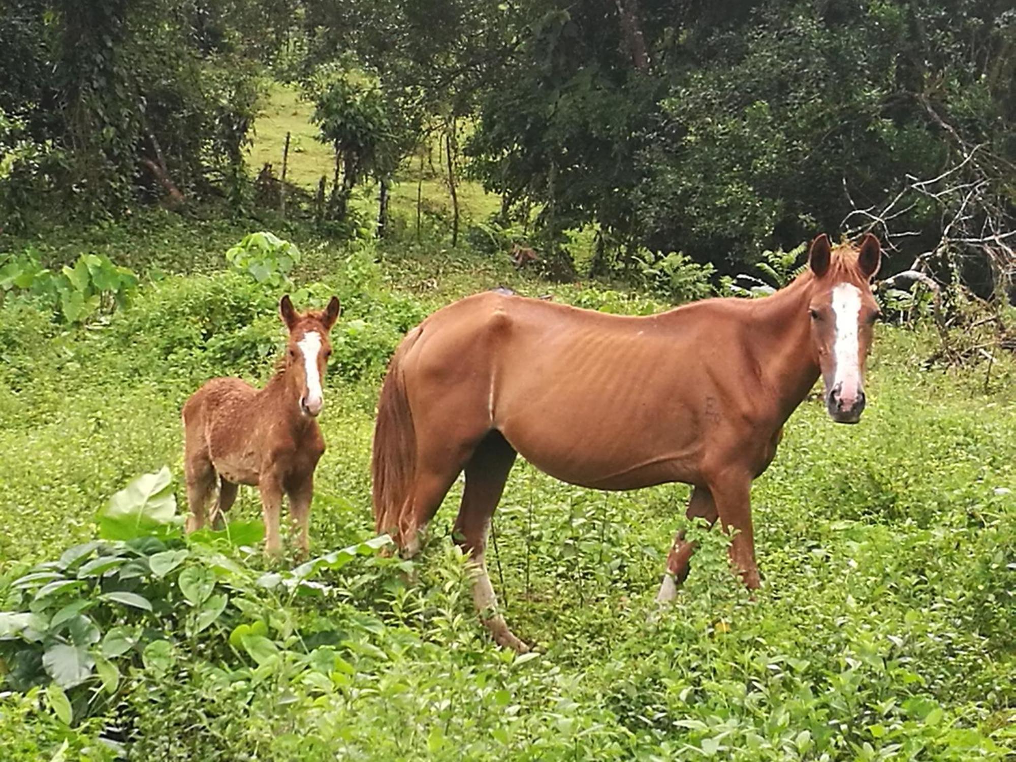 Vocare Finca Agroecologica Upala ภายนอก รูปภาพ