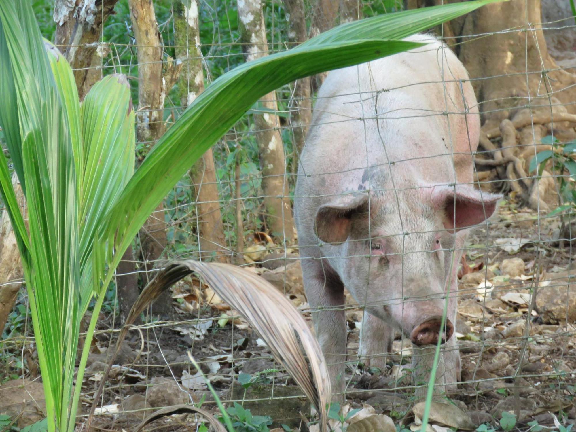 Vocare Finca Agroecologica Upala ภายนอก รูปภาพ