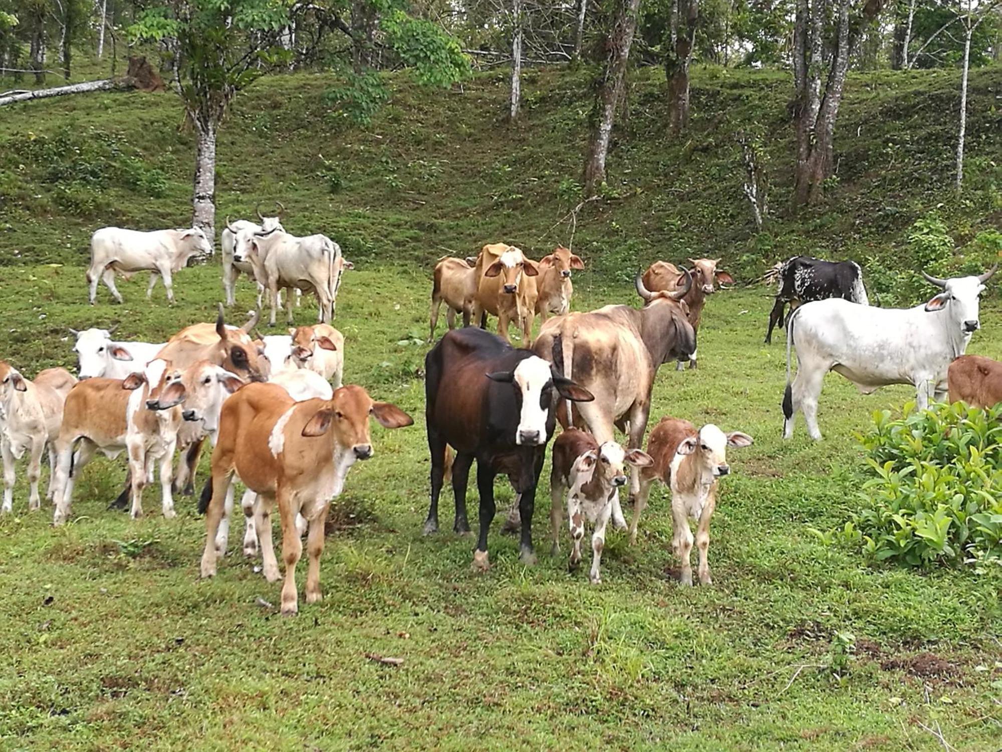 Vocare Finca Agroecologica Upala ภายนอก รูปภาพ