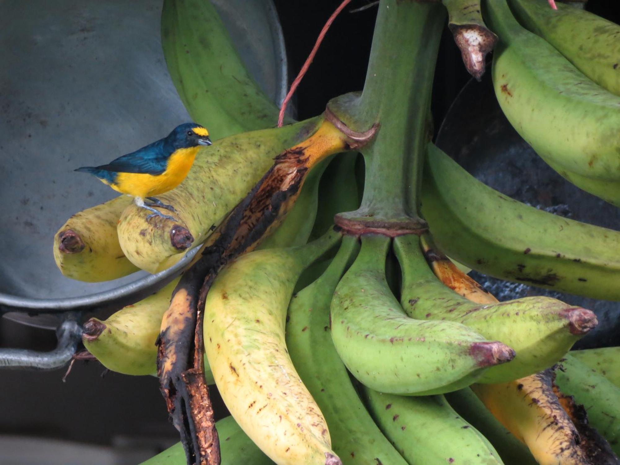 Vocare Finca Agroecologica Upala ภายนอก รูปภาพ